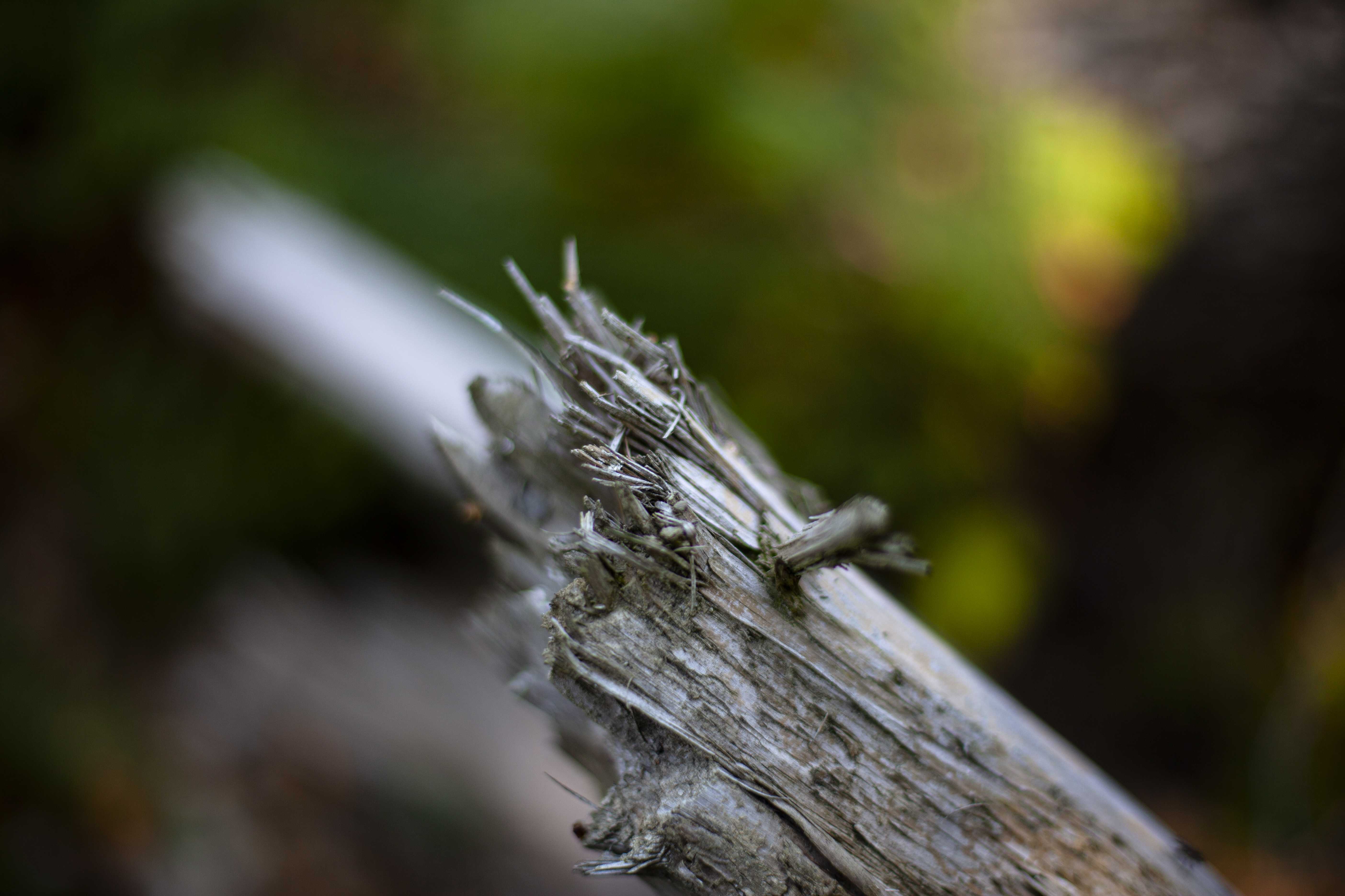 Cette photo présente un gros plan d'un morceau de bois mort ou cassé, avec des fibres visibles, pointues et abîmées. La profondeur de champ est très réduite, mettant en avant uniquement les pointes saillantes du bois tandis que l'arrière-plan verdoyant est totalement flou, apportant ainsi un contraste visuel marqué. Les tons dominants sont des nuances naturelles de gris, beige et marron, typiques du bois vieilli, avec une luminosité douce et diffuse. L'ambiance générale évoque un environnement forestier calme et naturel.