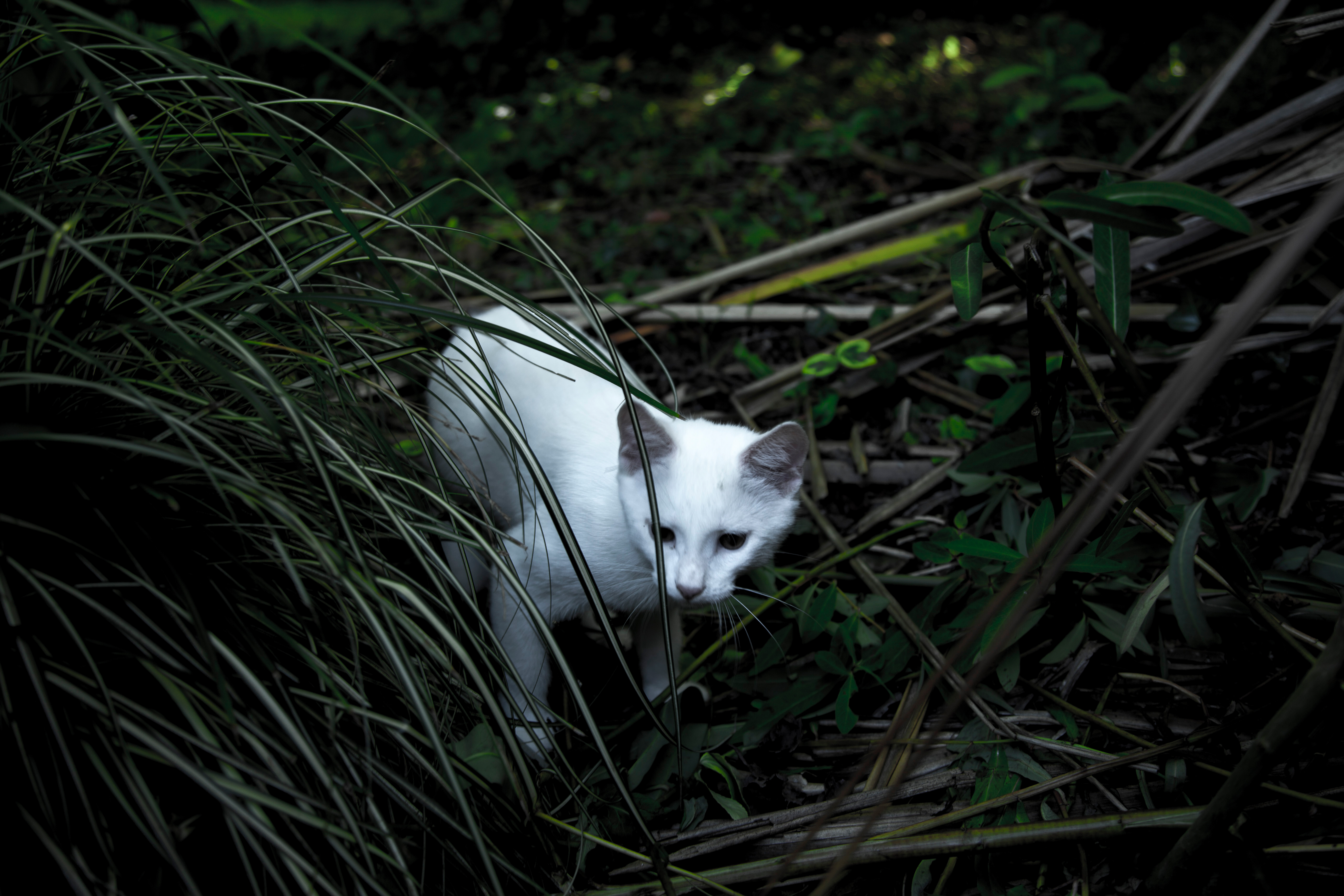Un chat blanc est photographié en pleine nature parmi des plantes vertes et des branchages. L'image est sombre avec une lumière douce mettant en avant le chat, qui semble observer quelque chose.