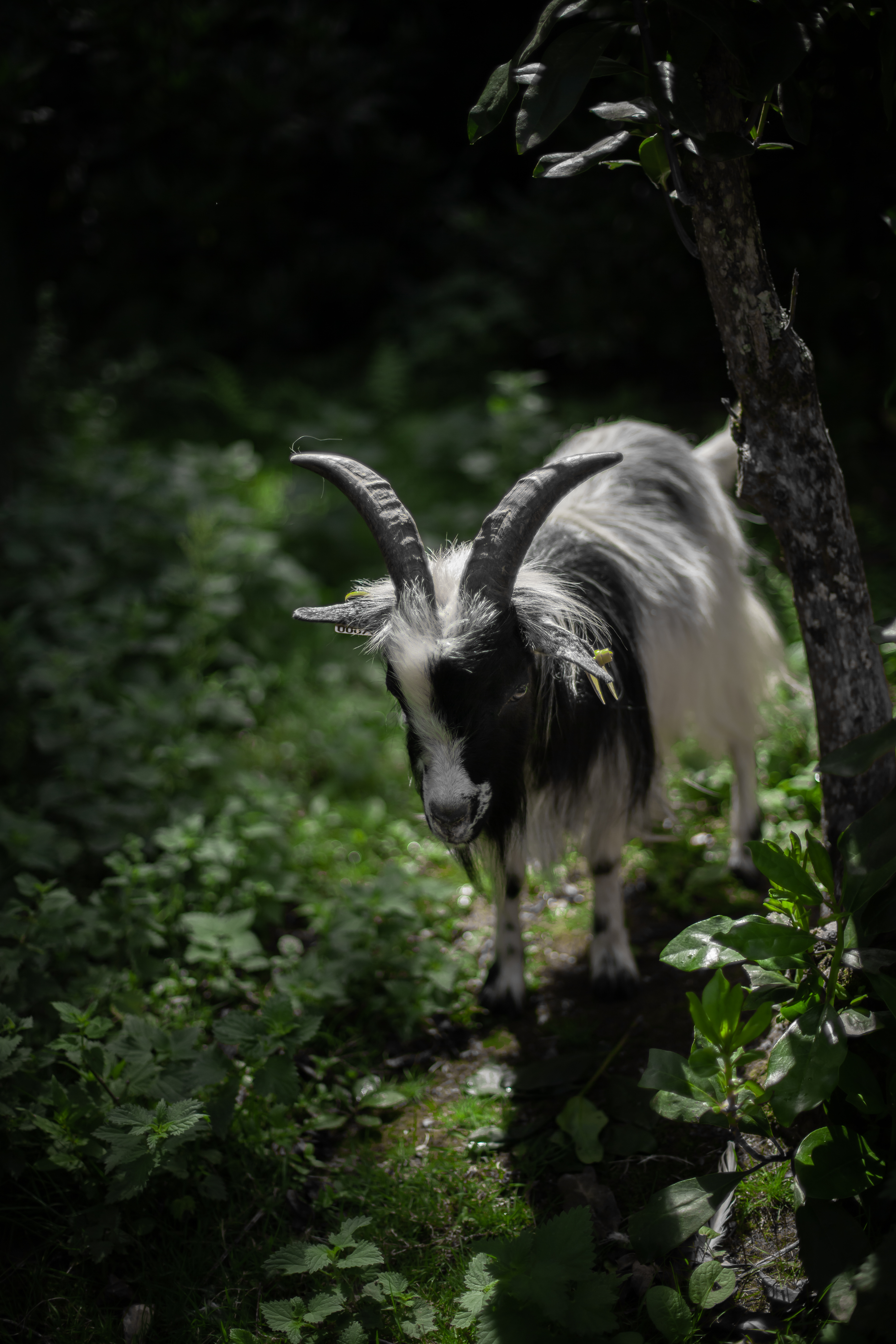 Chèvre noire et blanche avec de grandes cornes dans une végétation verdoyante et ombragée.