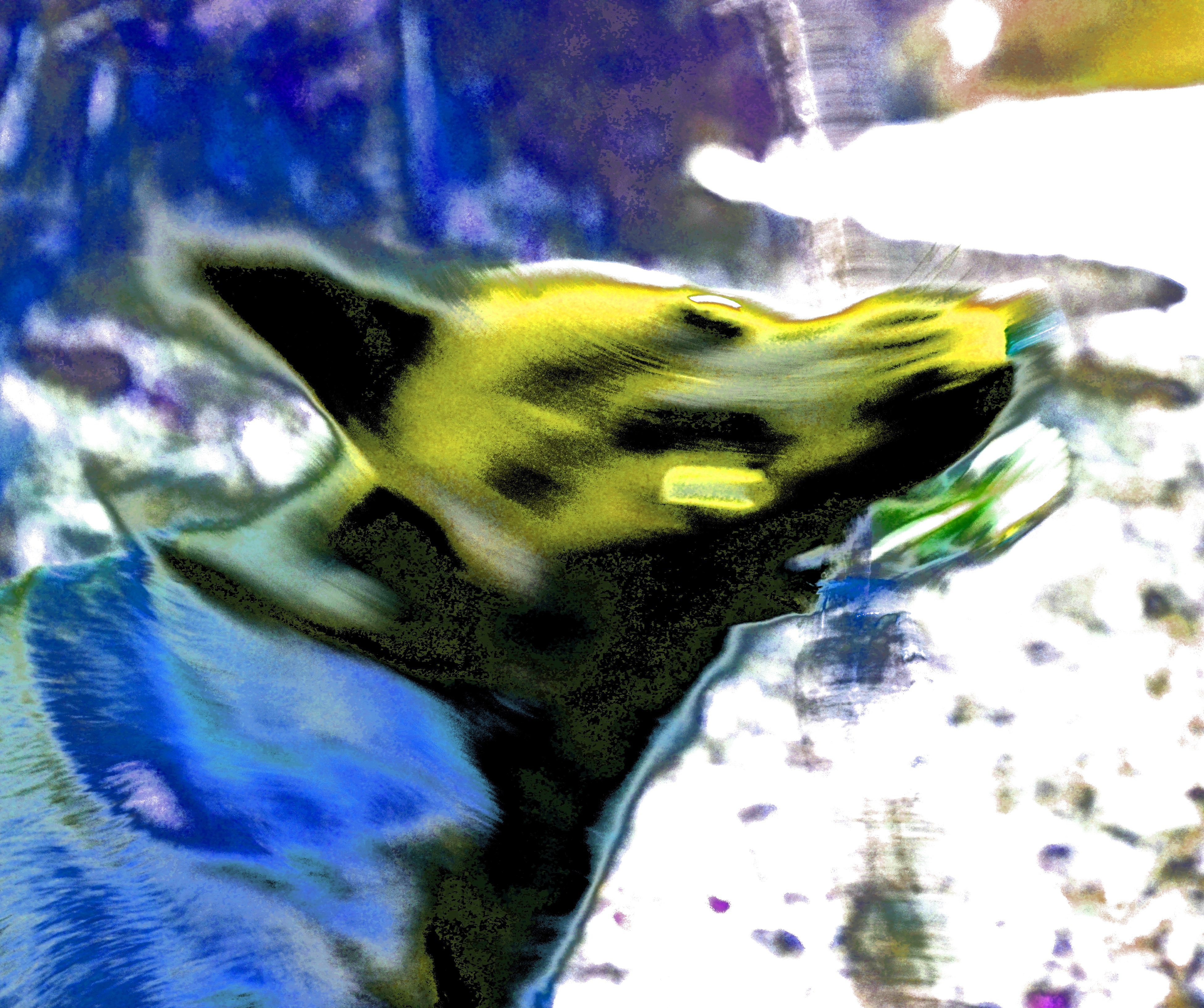 Photo abstraite et colorée d'un chien en mouvement, aux contours flous et aux couleurs saturées.