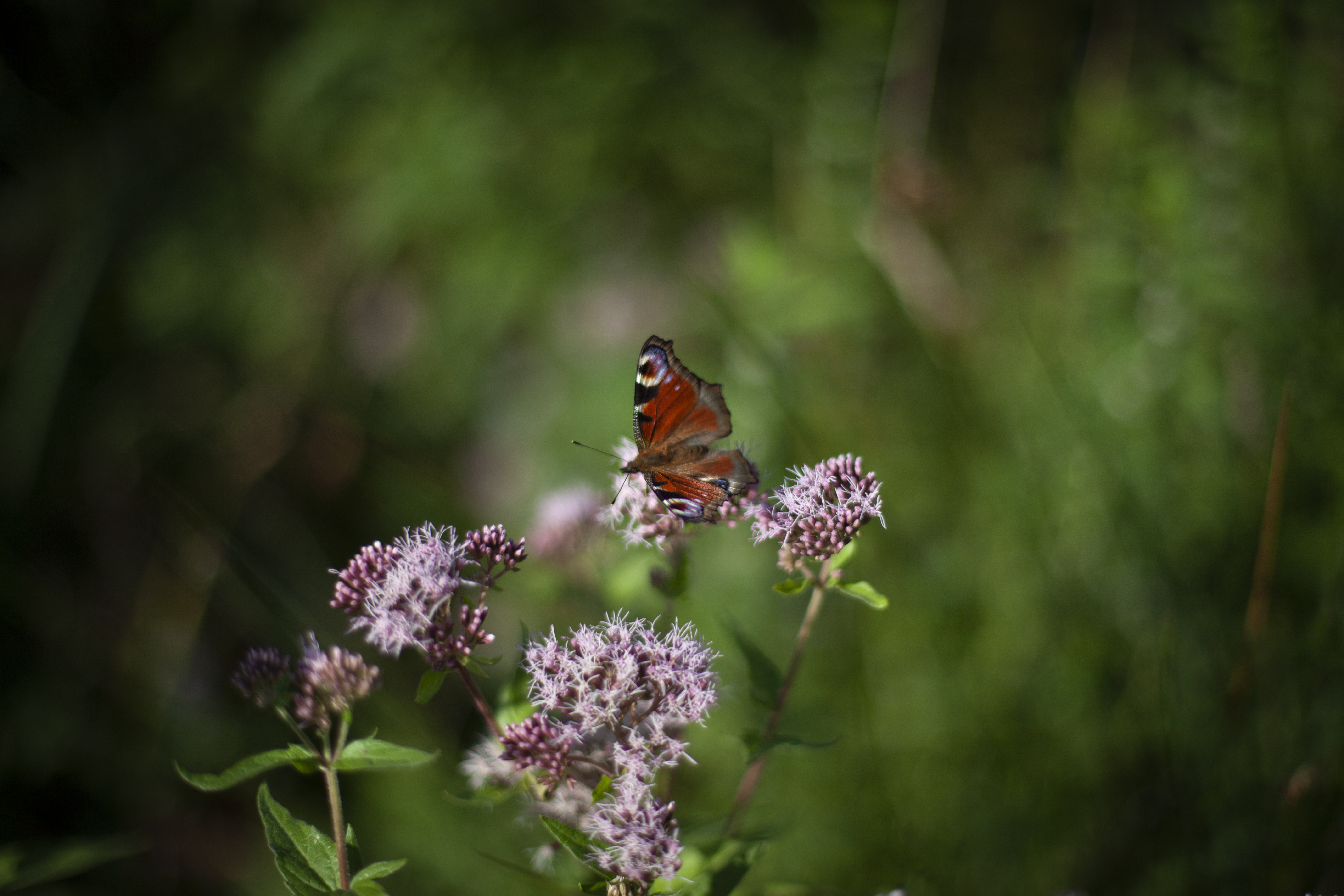 Papillon coloré posé sur des fleurs violettes dans un décor verdoyant flou.