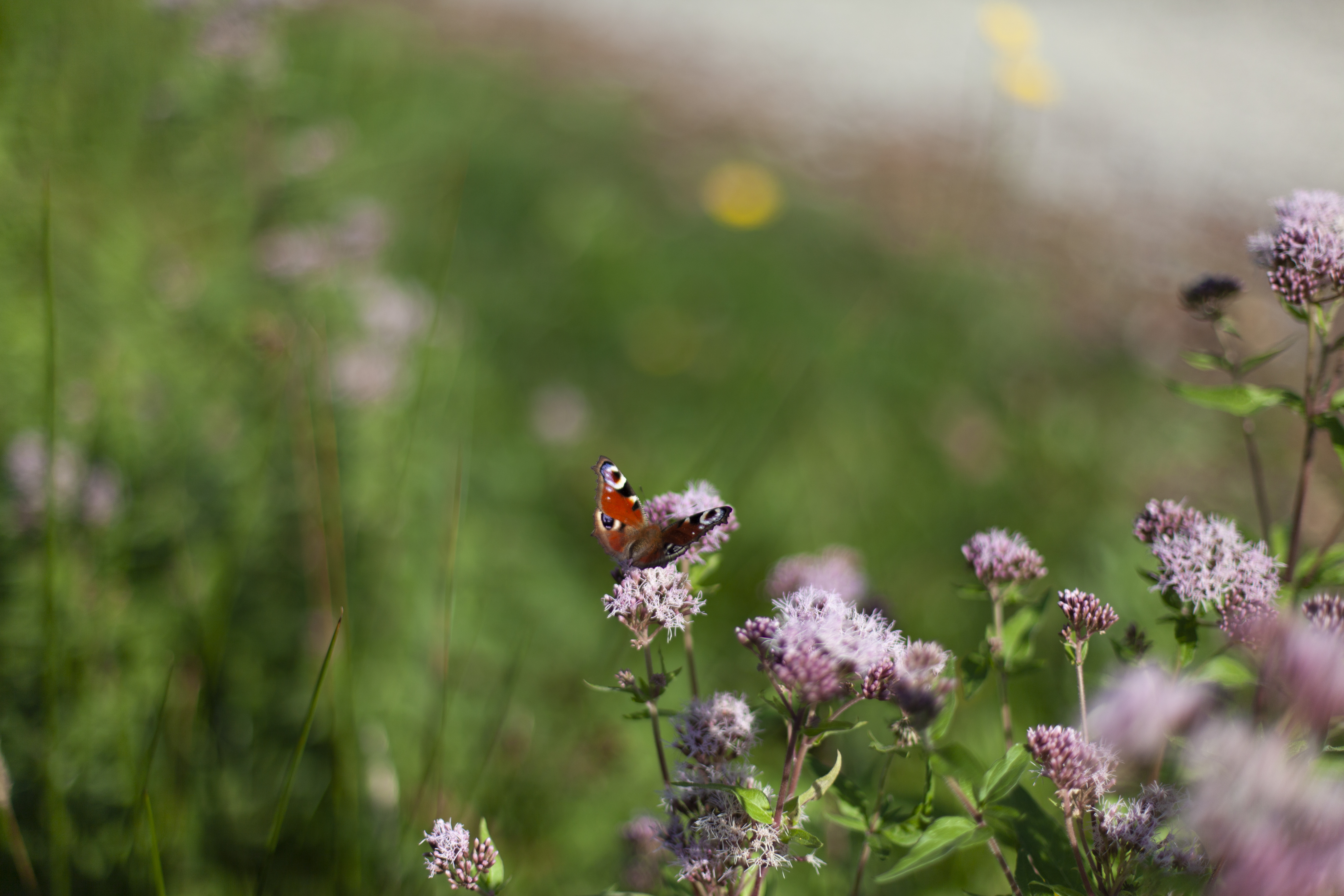 Papillon coloré posé sur des fleurs violettes dans un décor verdoyant flou.