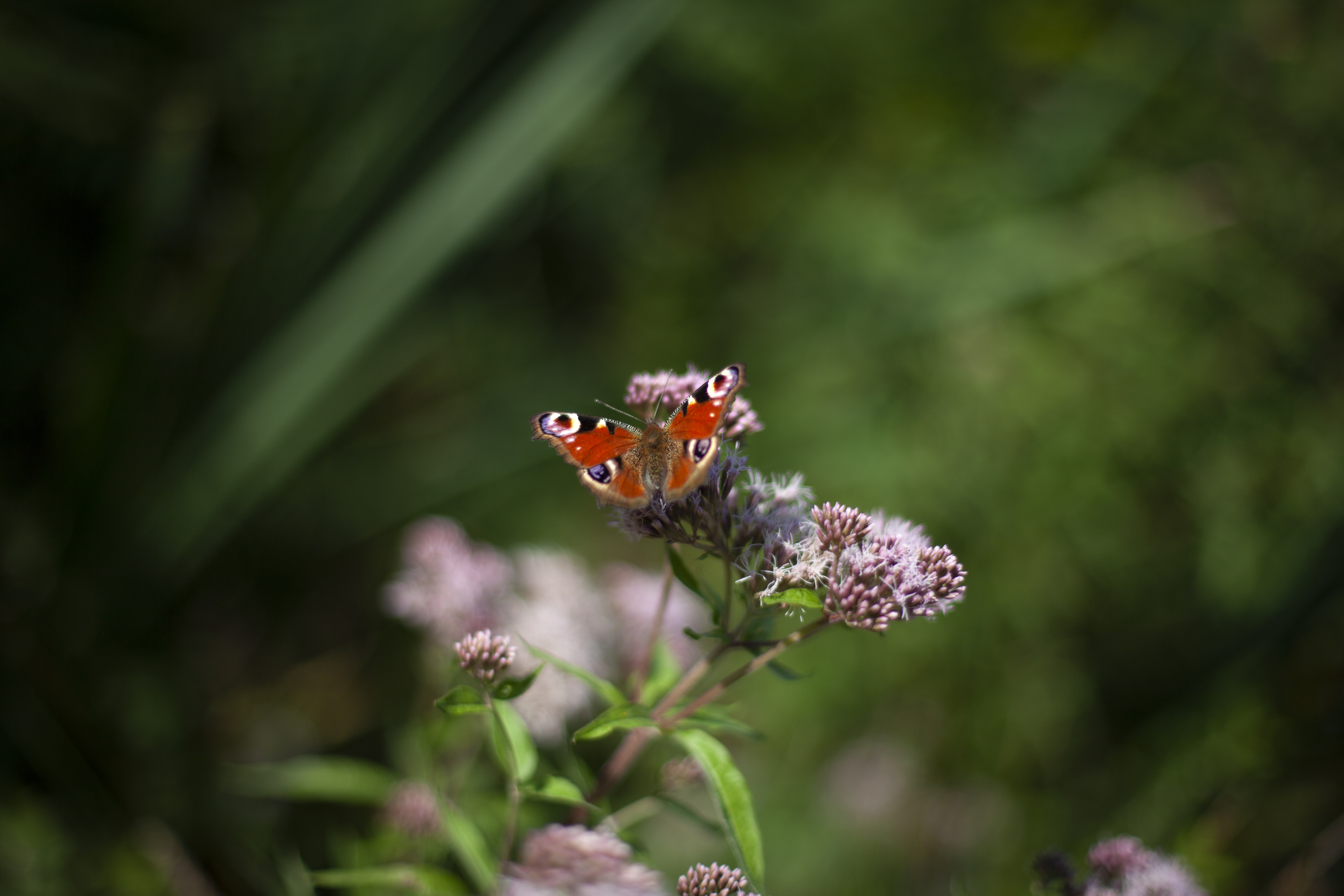 Papillon coloré posé sur des fleurs violettes dans un décor verdoyant flou.